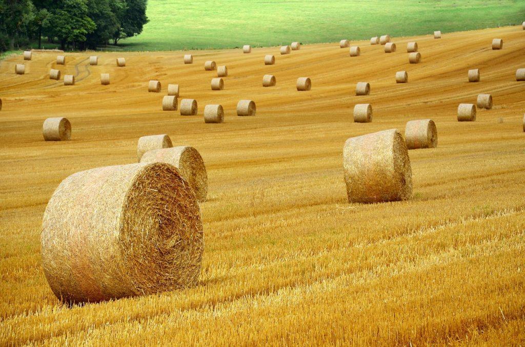 Golden hay bales in a field depicting the agriculture industry