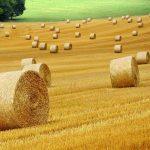 Golden hay bales in a field depicting the agriculture industry