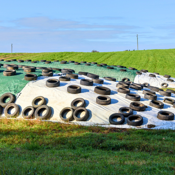 Silage covers with tyres for protection.