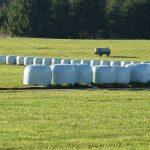silage-2914659_1280
