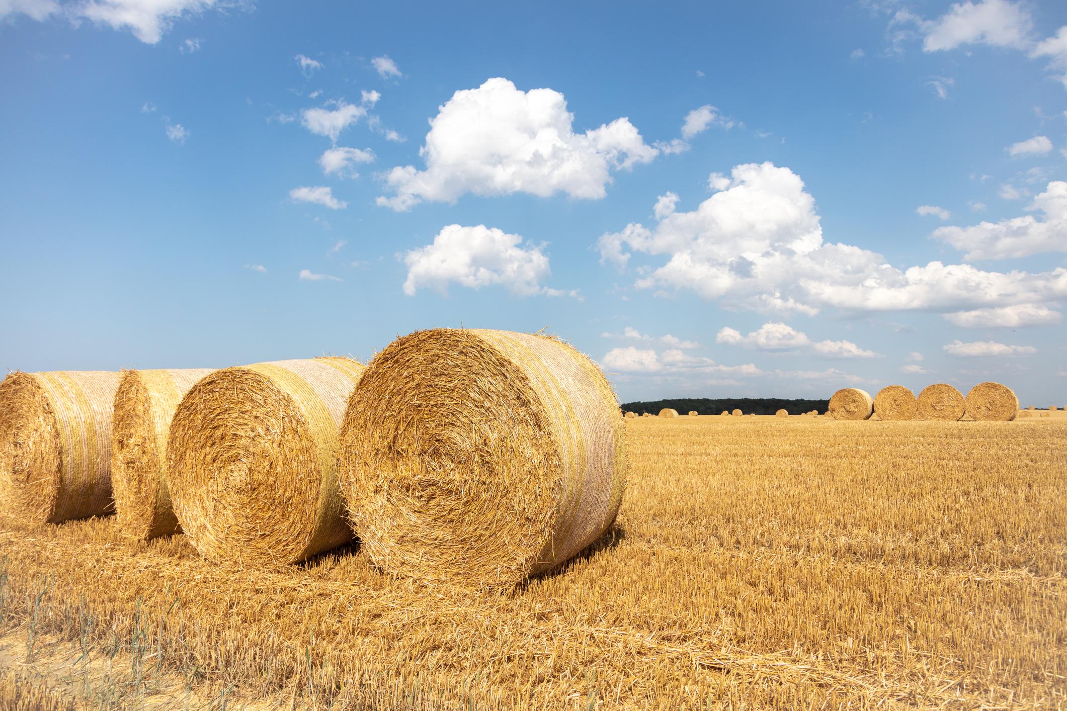 Round straw bales lay in open field front cover brochure