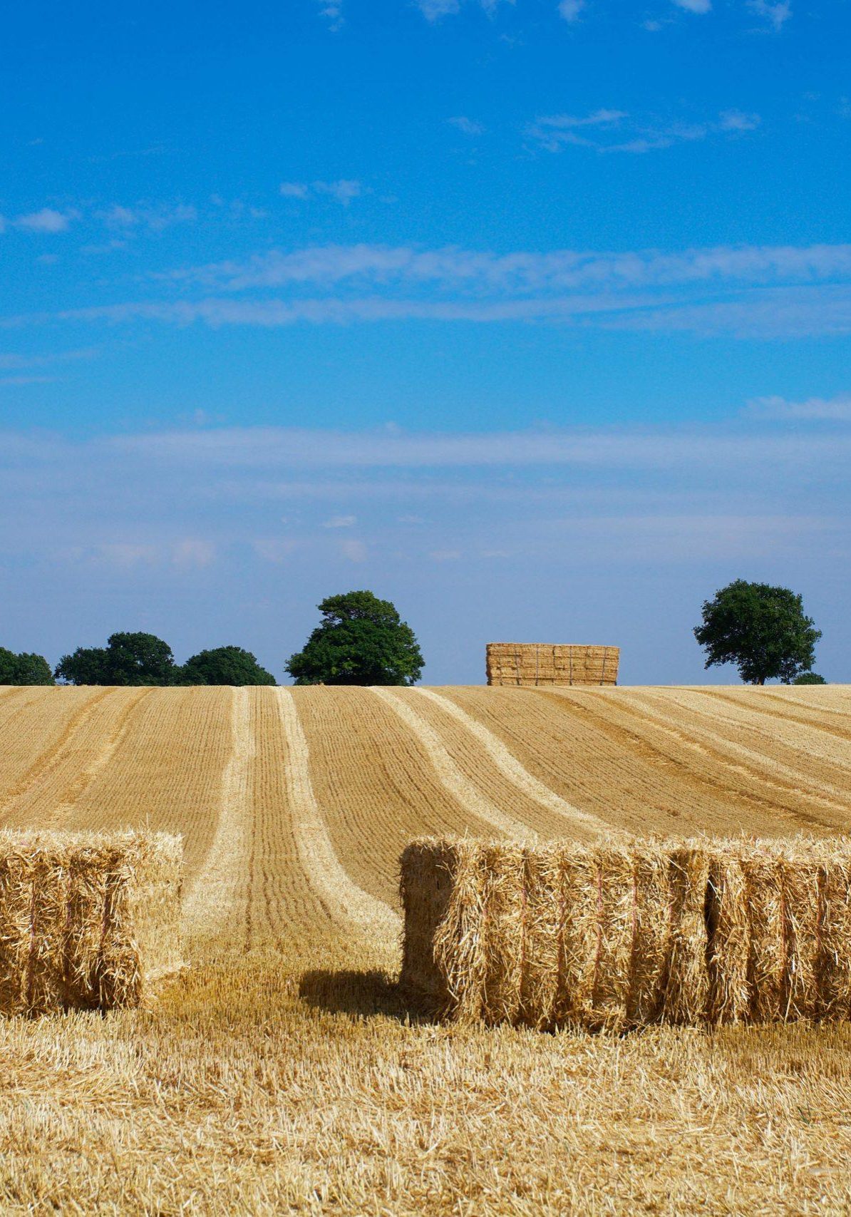 Hay Bales 3 Three hay bales showcasing crop baling packaging used in our brochures and agricultural packaging solutions.